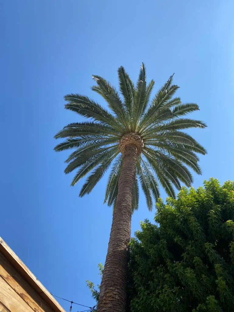 Tall palm tree with lush green foliage against a clear blue sky.