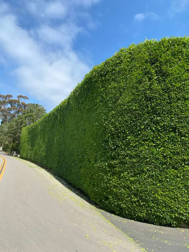 Well-maintained green hedge along a road, perfect for privacy and landscape design.